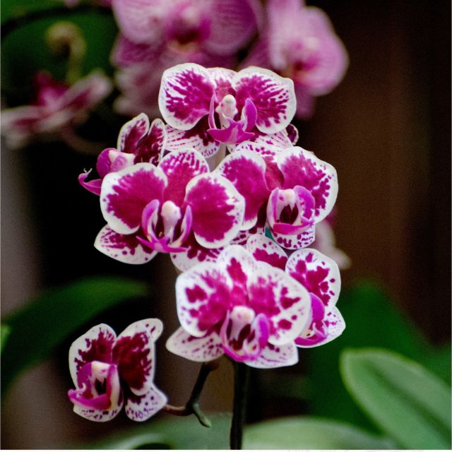 Orquídeas SyM - ¡Embellece tu hogar con orquídeas
